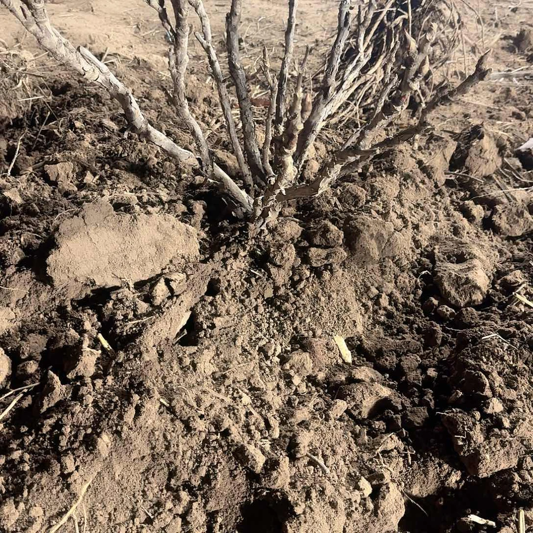 无花朵11111111111