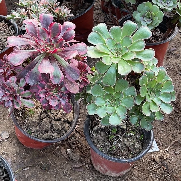 2棵丽娜拉丝锦玫瑰玫