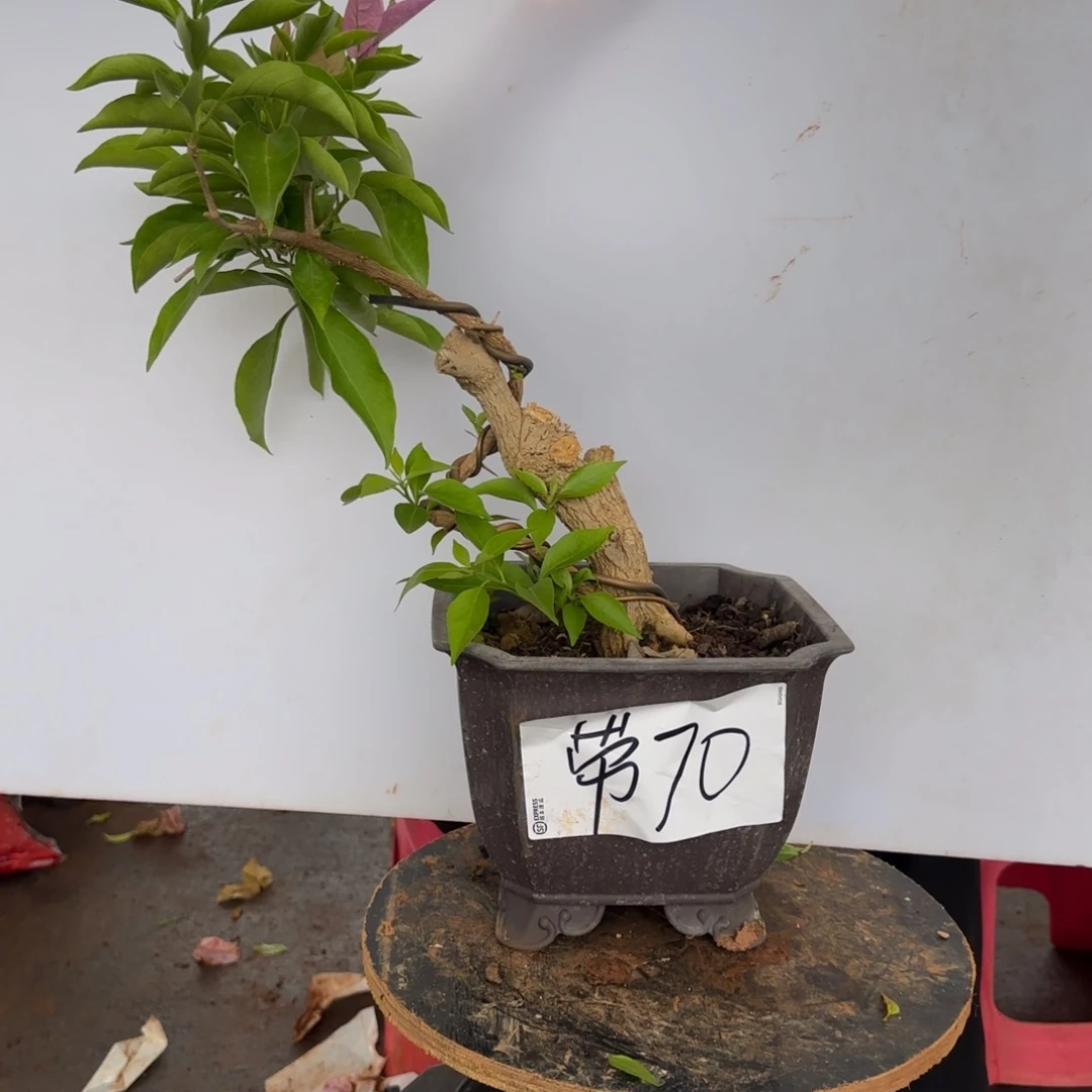 大部分花苞少量开放70 金夫人