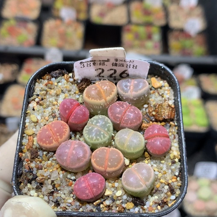zzz精品生石花226