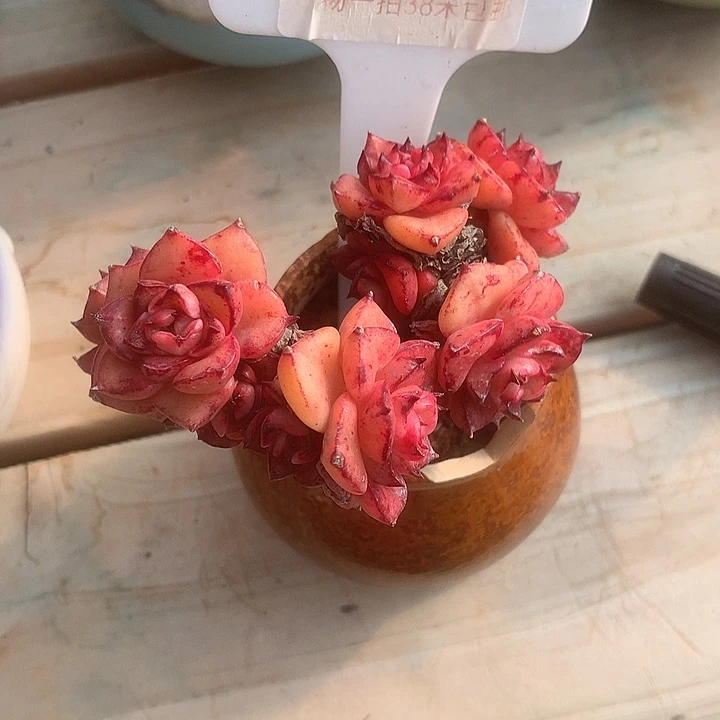 10015，璐璐来咯装修我