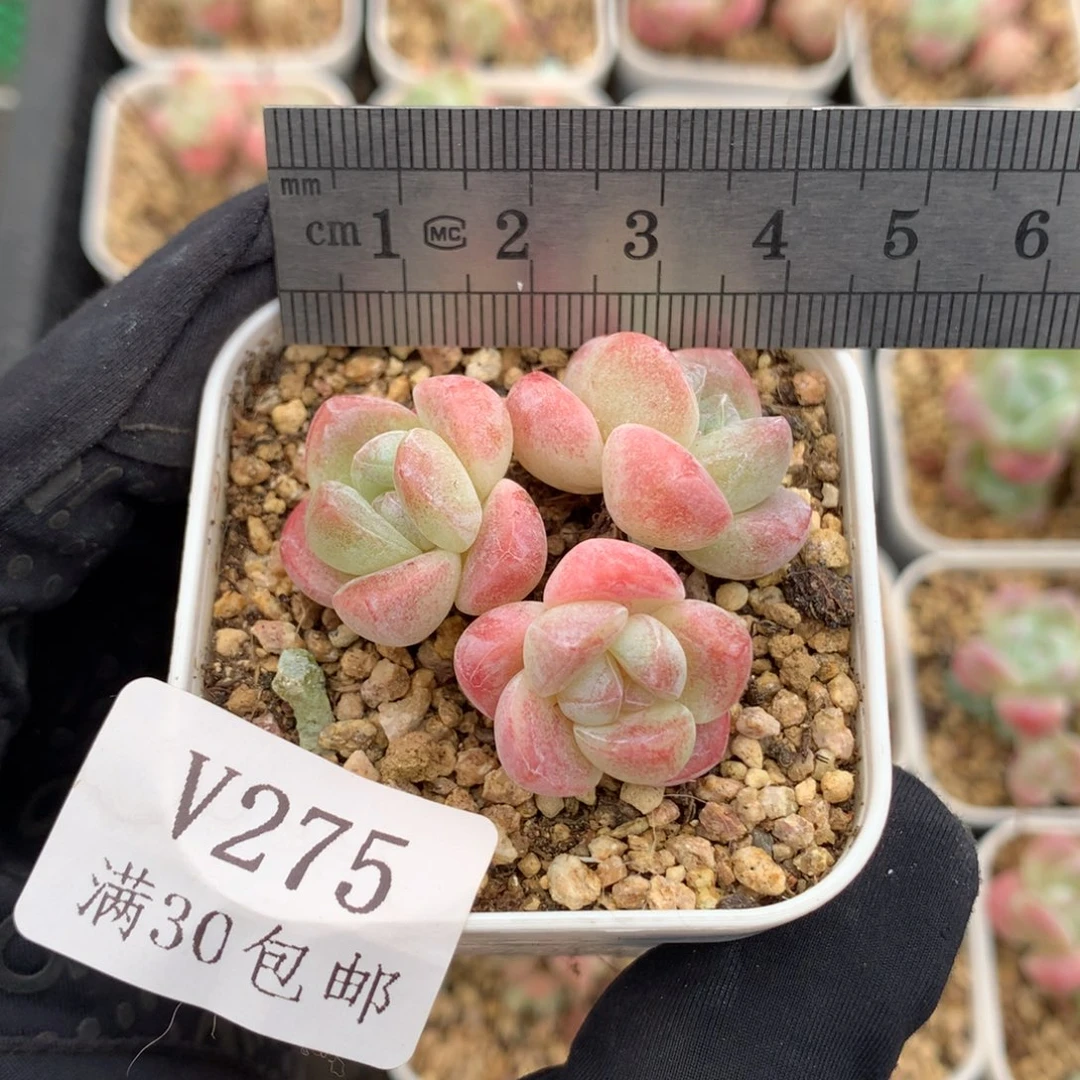 275。小脸鼻嘎糖心冰玉。