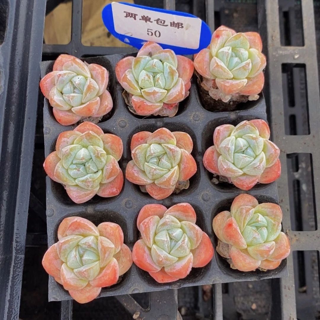 50-精品奶油白底冰玉单头九个