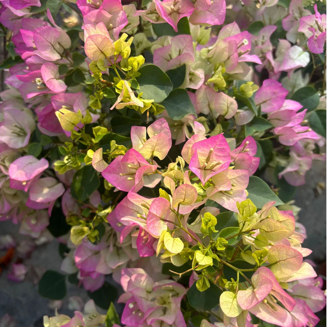 绿樱 原盆原土带花三角梅老桩盆栽四季开花耐旱好养花卉绿植庭院