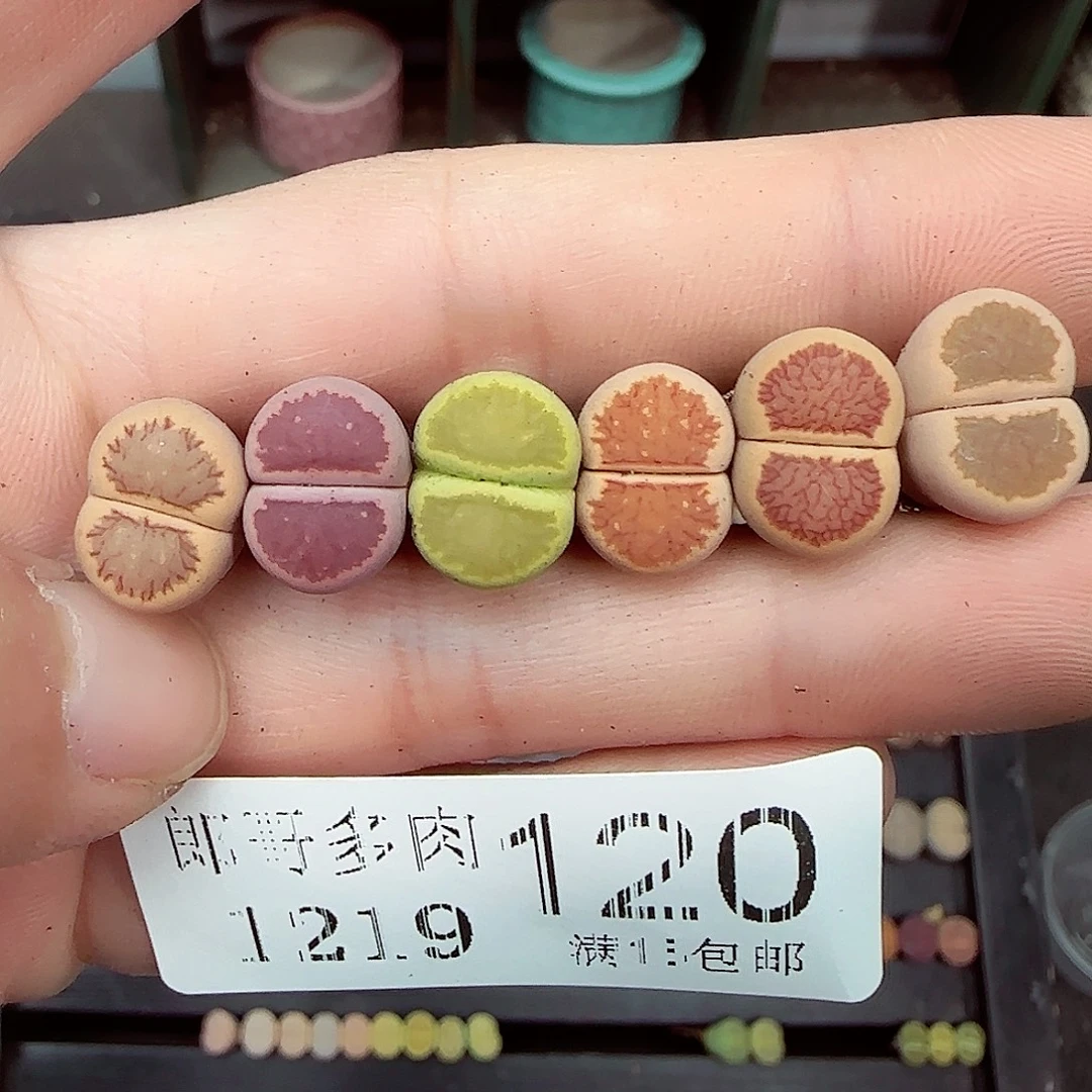 c***满满18包邮1219-120