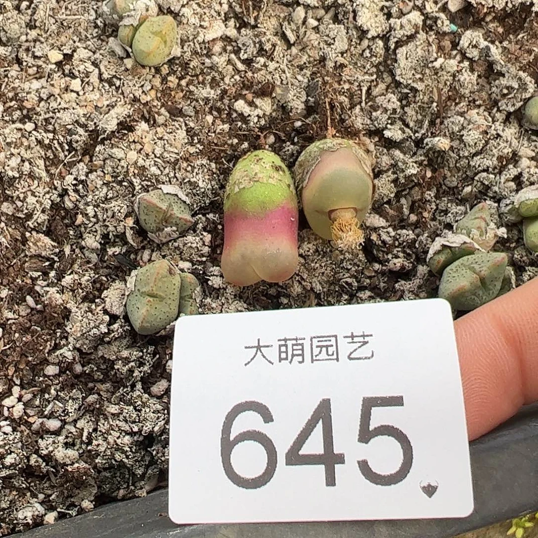 一物一拍             645