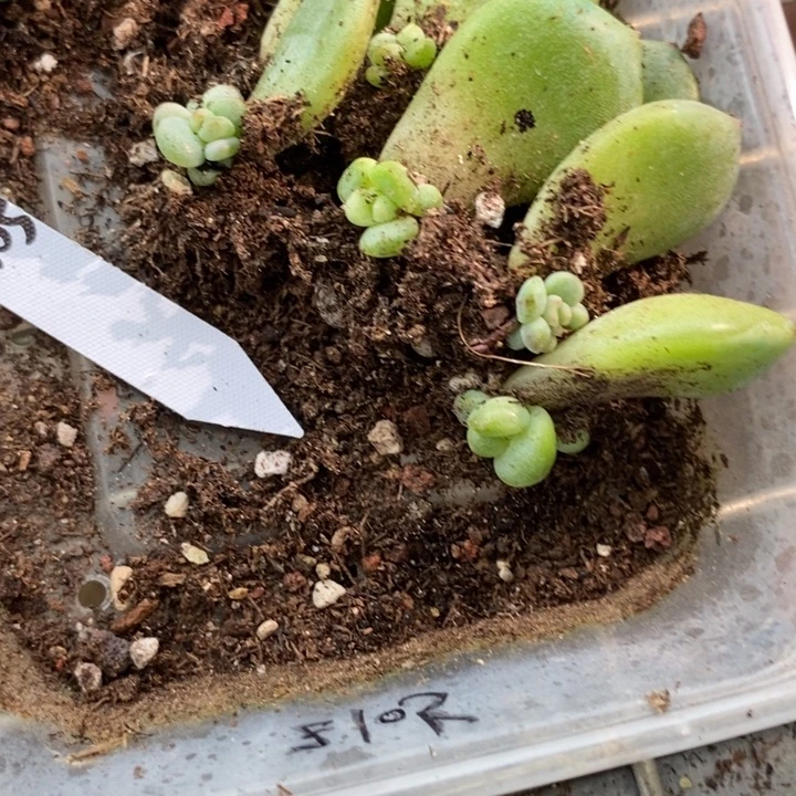 珍妮z105芽苗一个多肉