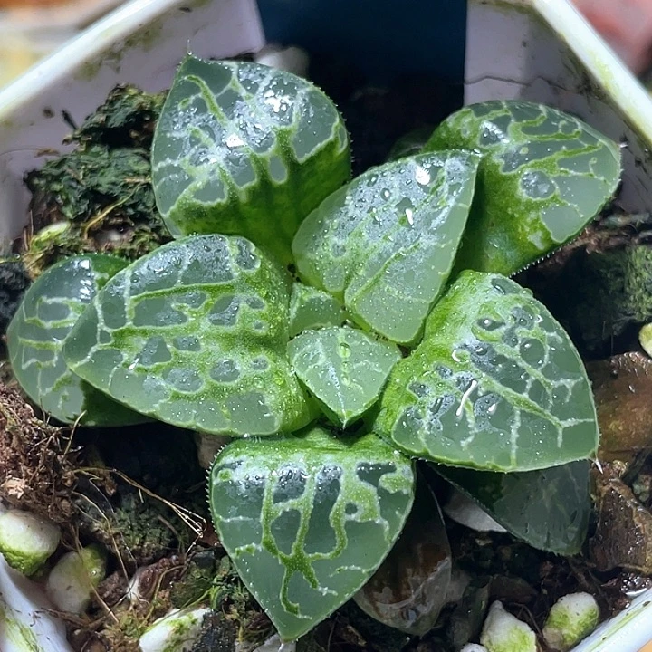 681生生不息特选福利