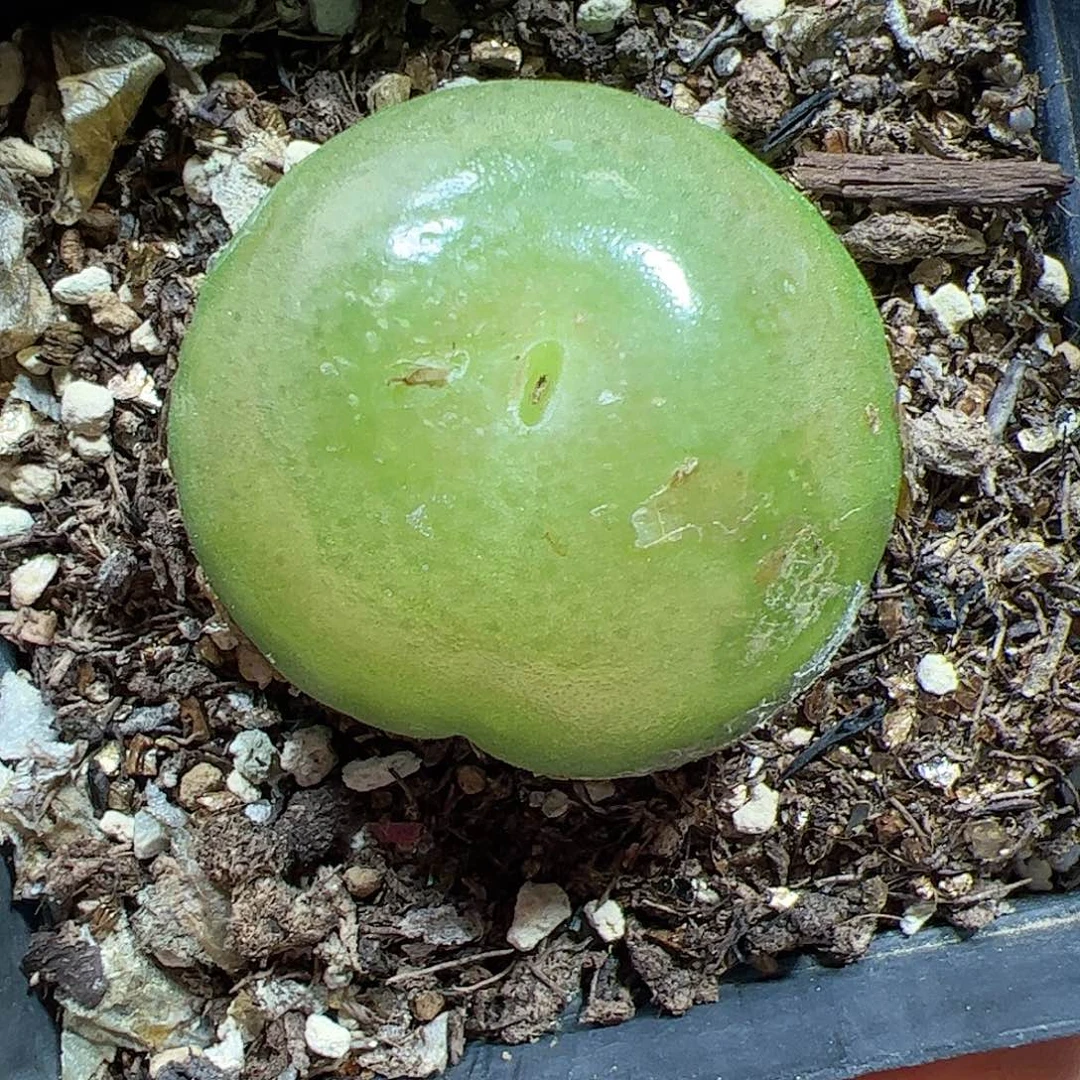 【闪购商品】38 大灯泡福利3.6cm