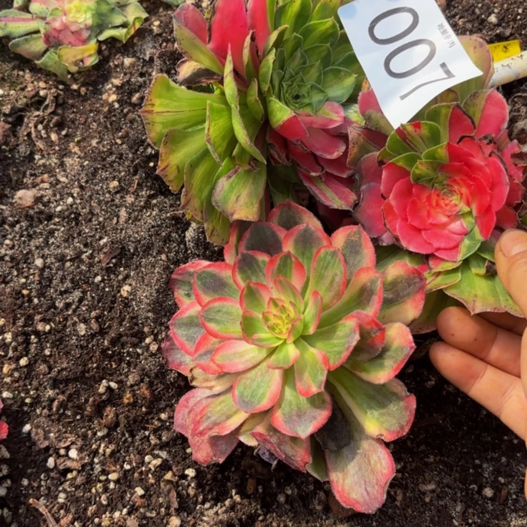 哈哈多肉葡萄福利来007