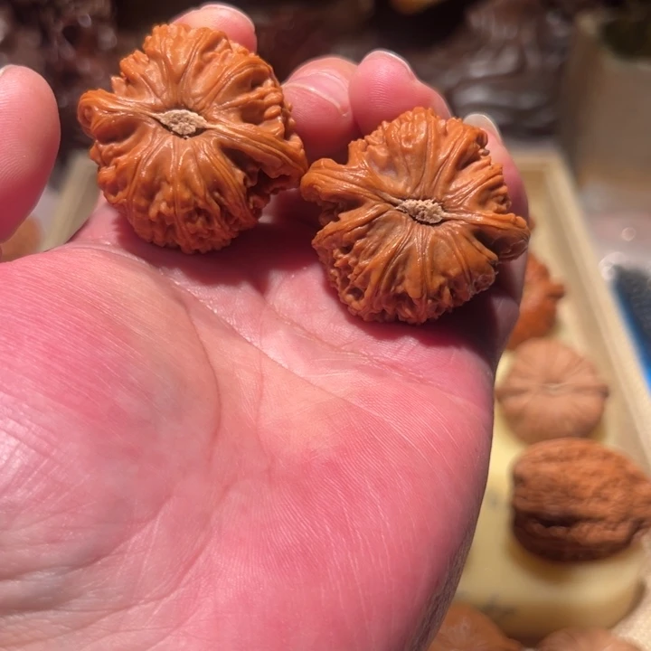 文玩核桃把件白狮子