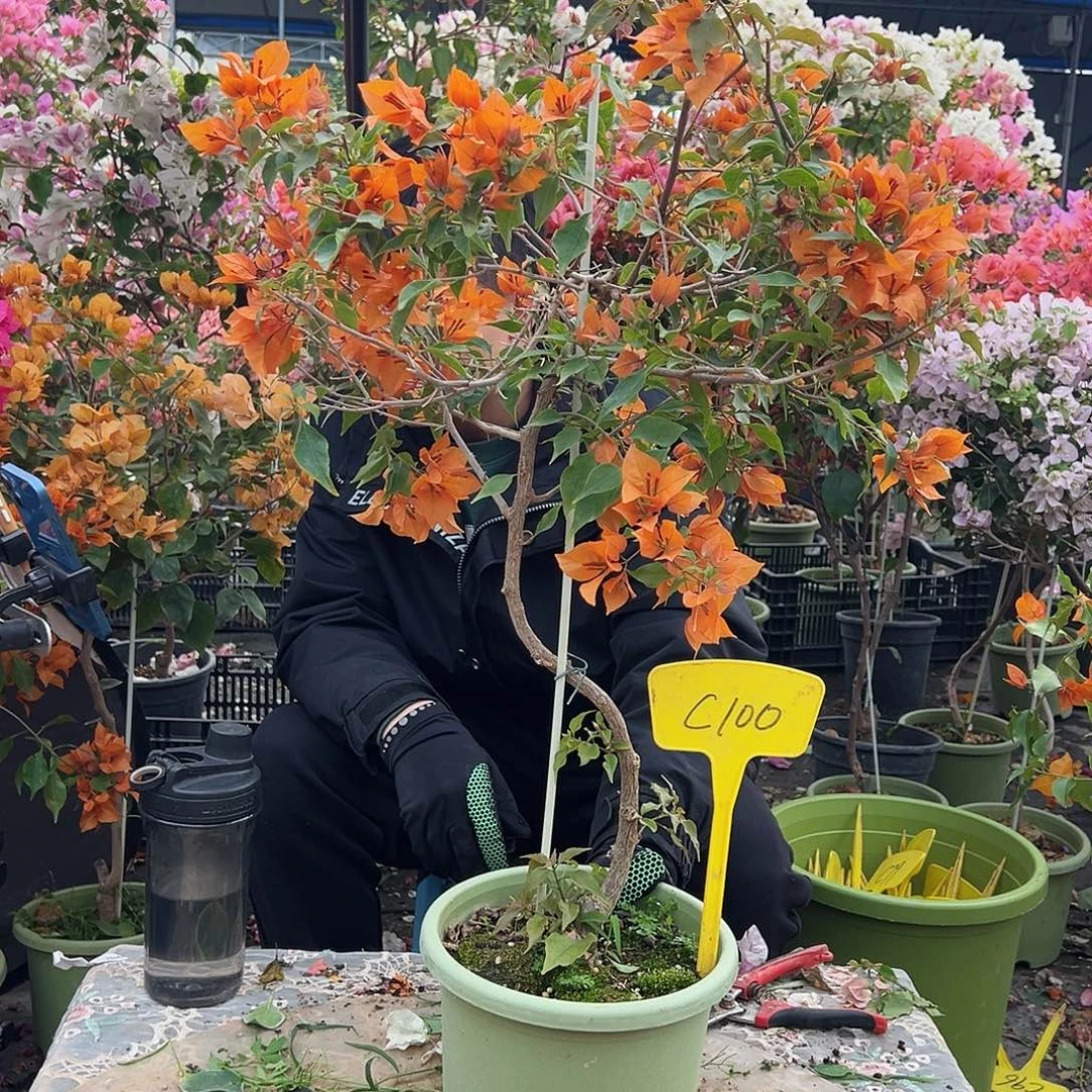 萱***溢大部分花苞少量开放C100橙桑巴
