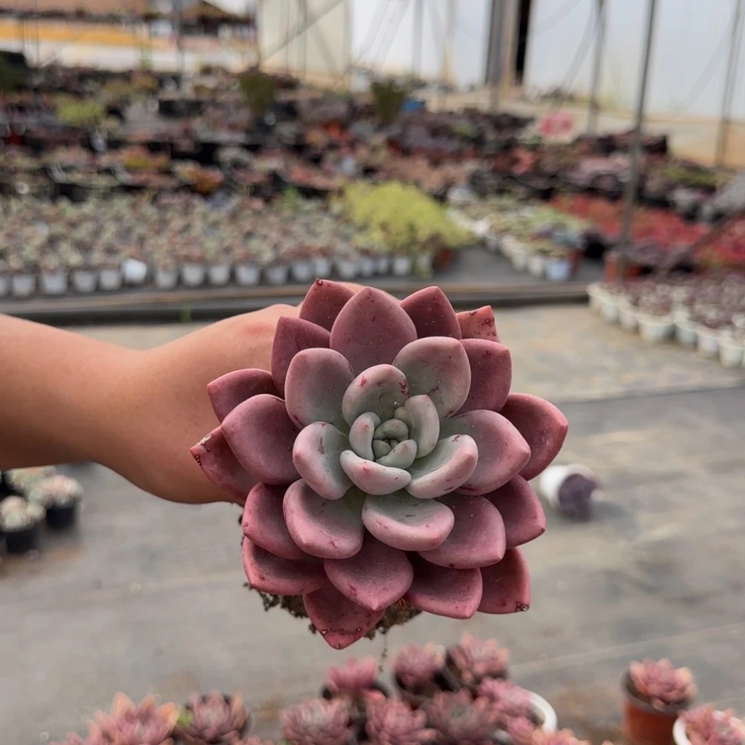 桃花源大单头多肉