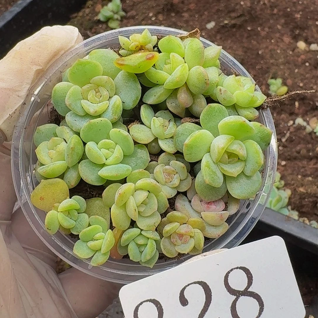多肉植物多肉植物828