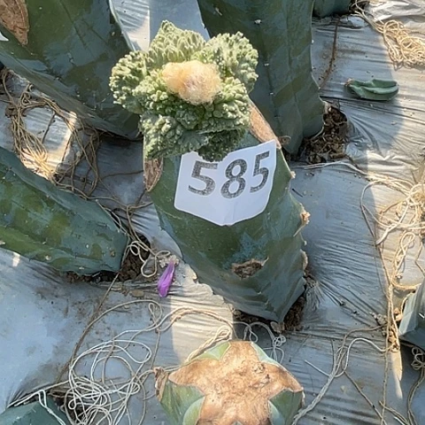 用***0585号龙神木接菜花牡丹