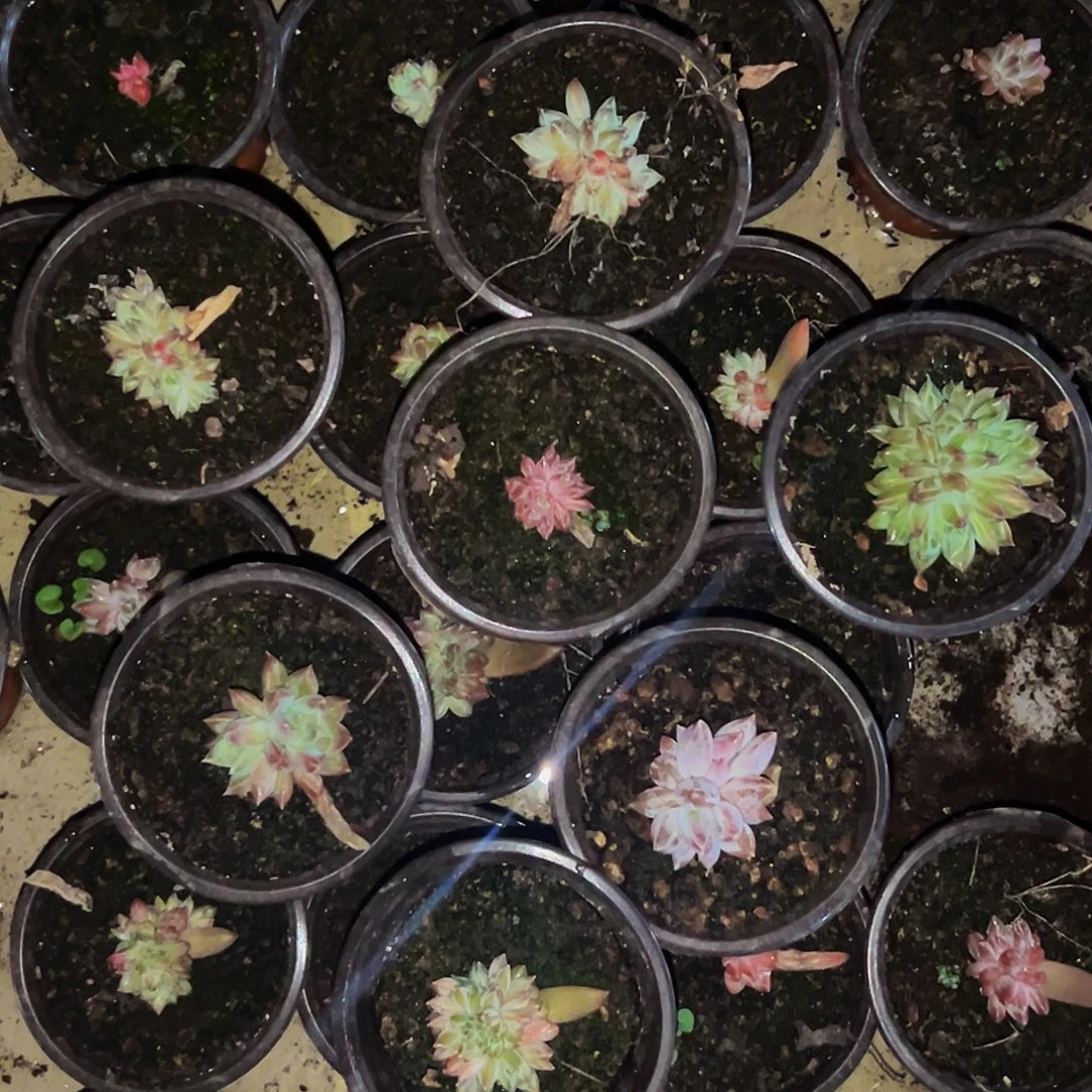 桔云多肉美人精品系列