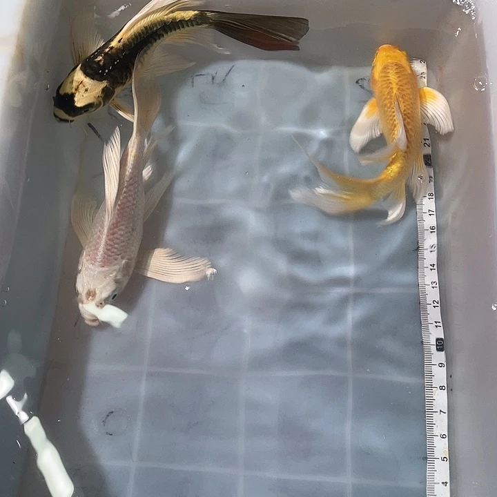 蝴蝶鲤鱼渔场直发87
