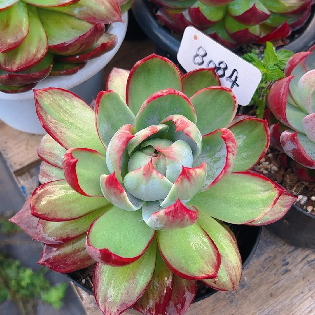 惊鸿仙子一物一拍8084号