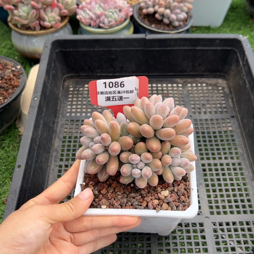 表妹精品精品多肉1086.