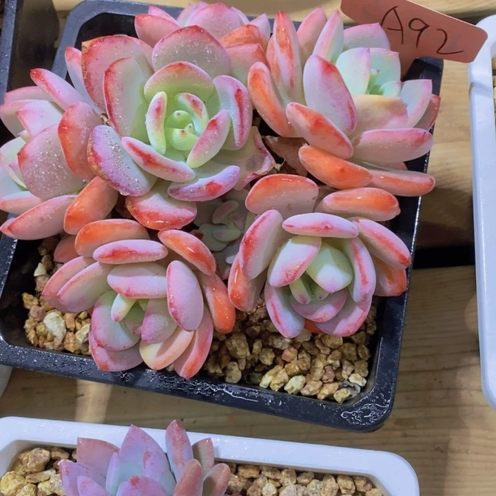 凡***儿这些东西你就可以