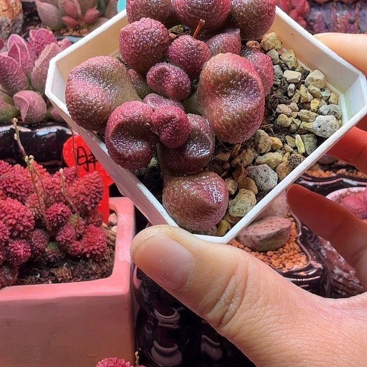 水蜜桃的味道真的很