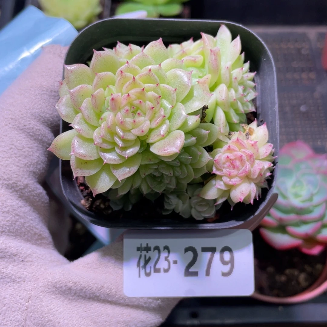 花利美23-279麦秆