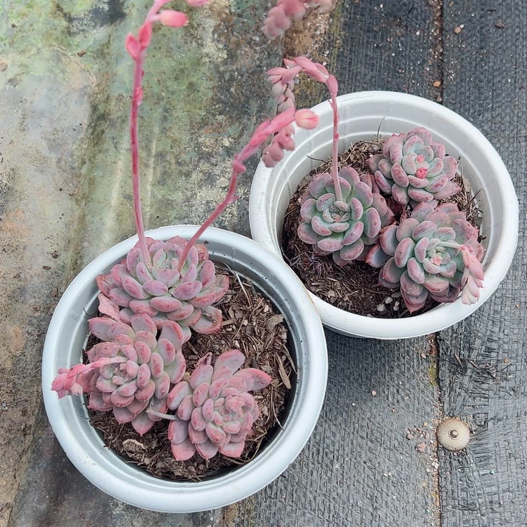 玛瑙双头起发精控二盆