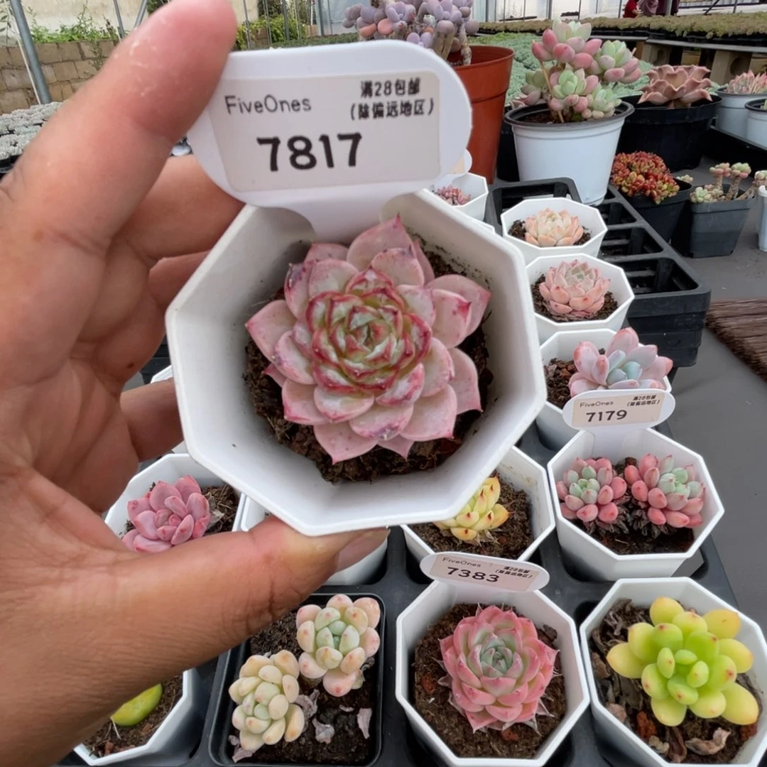 7817天鹅绒5.0厘米