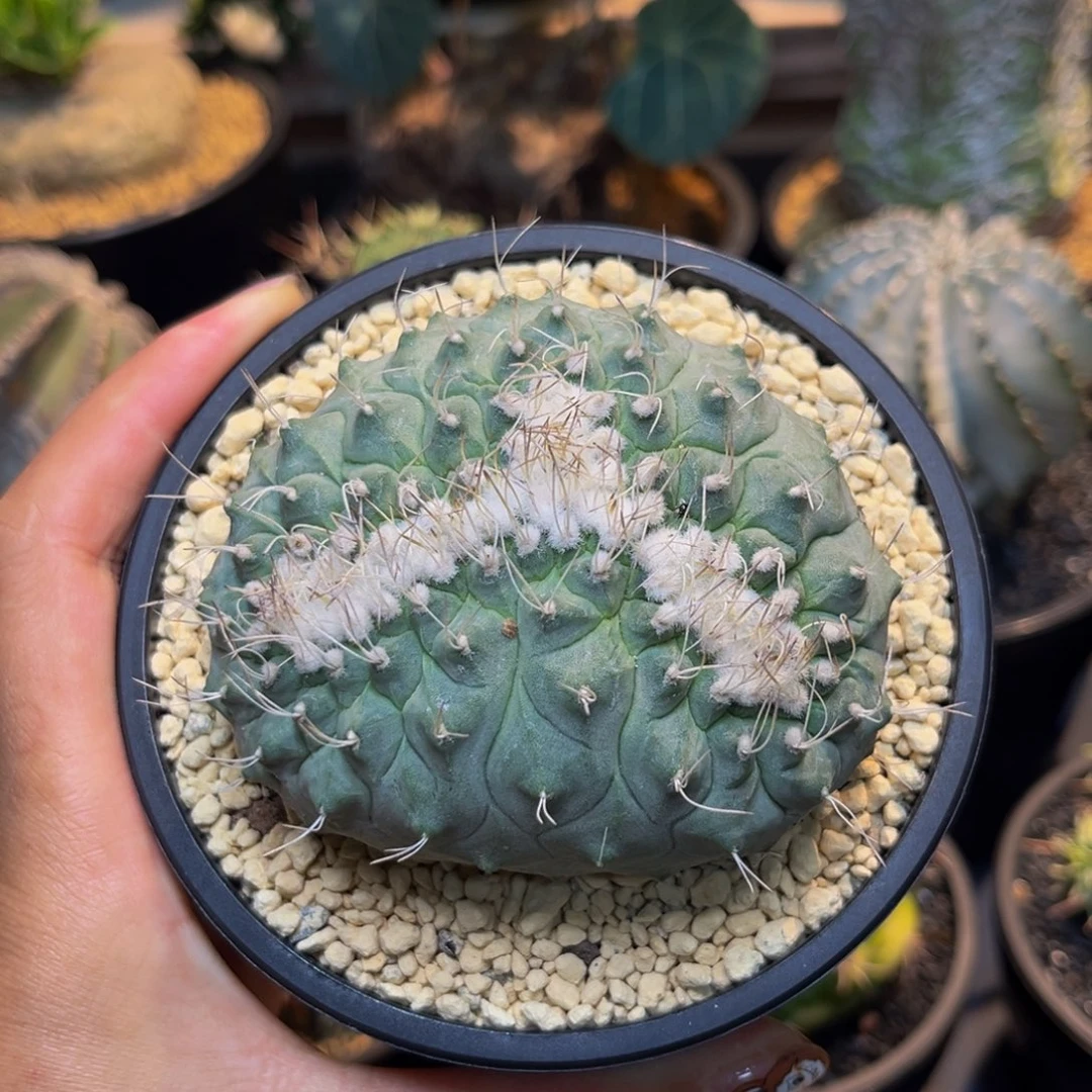 菊水缀Zzzzzzzzzzzz