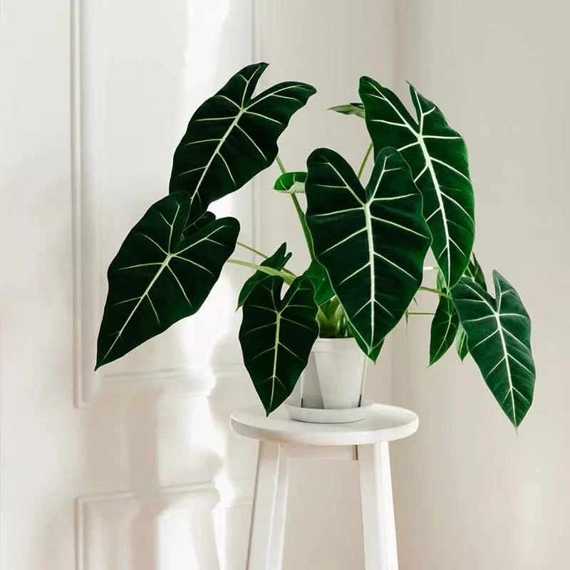 绿天鹅绒海芋净化空气彩叶芋绿植盆栽吸甲醛室内外植物观叶好养