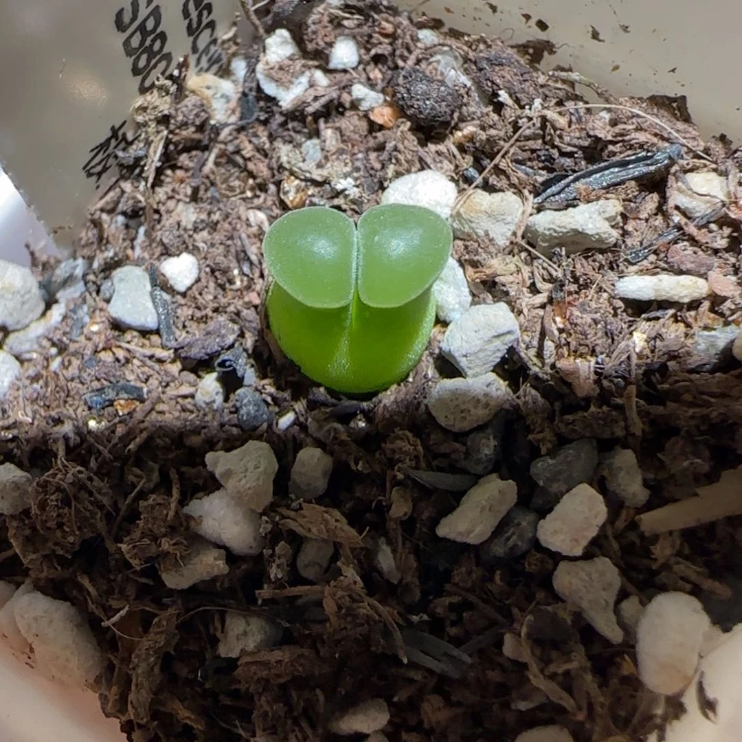 肉锥多肉植物百科-极窗393