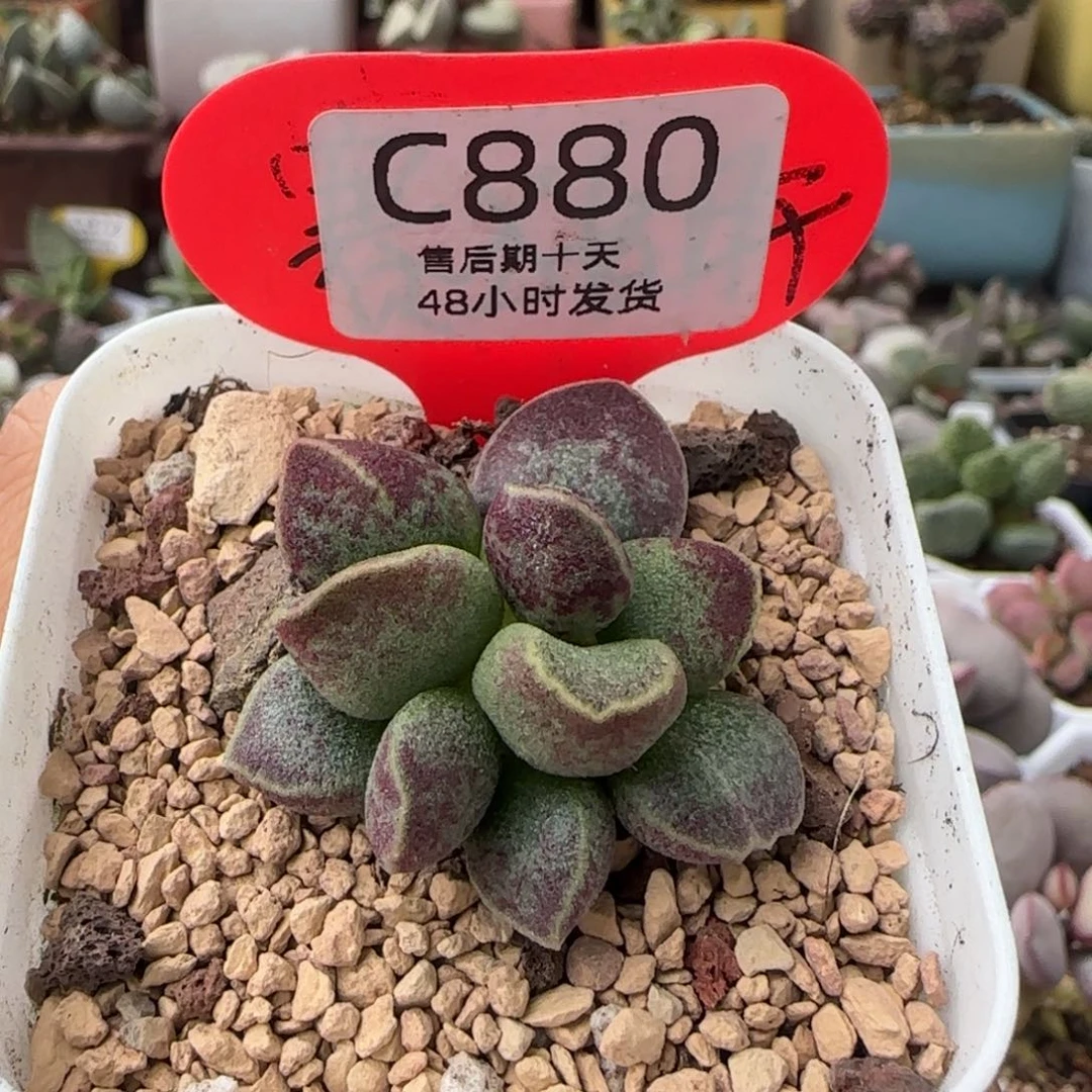 花斑鹿。   880。