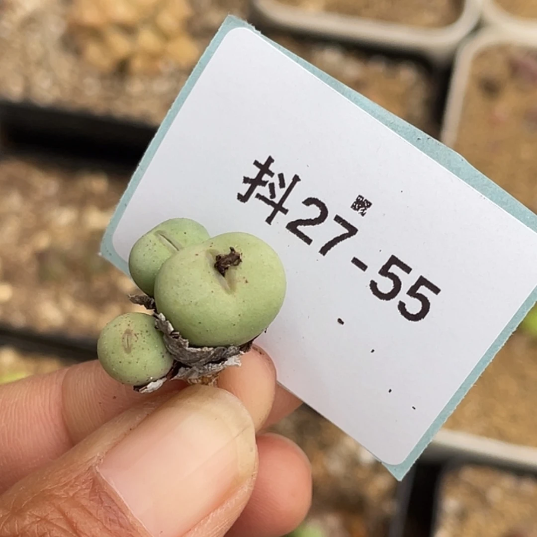 ?***?27-55肉锥多肉植物