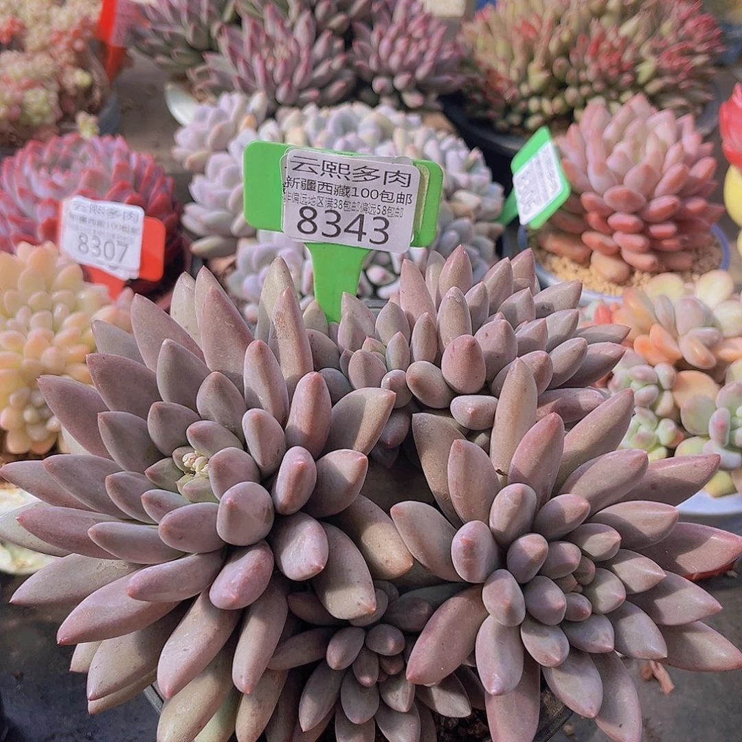 8343红蜻蜓   多肉植物