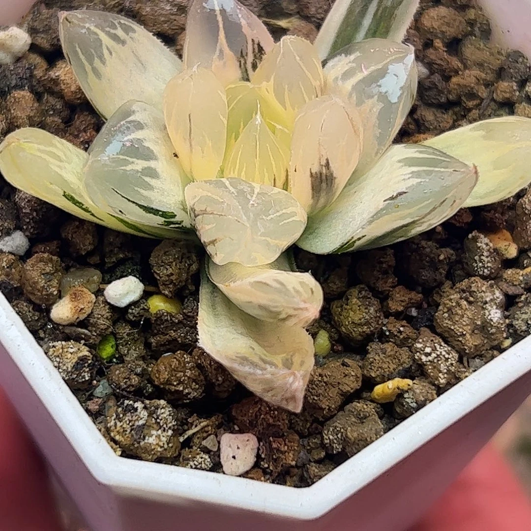 糊斑水晶五公分十二卷多肉