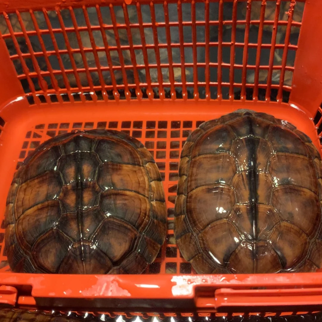 母宠物龟石金钱南石飞碟公2个公