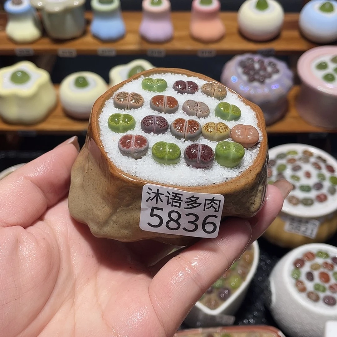 带盆土植物 一物一拍 5836