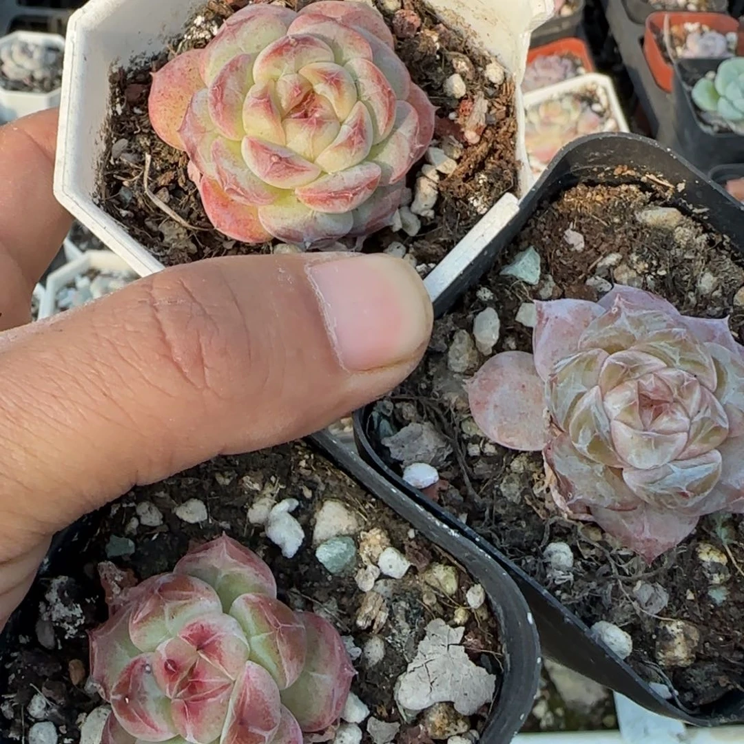 小卡拉米糖心一物一拍