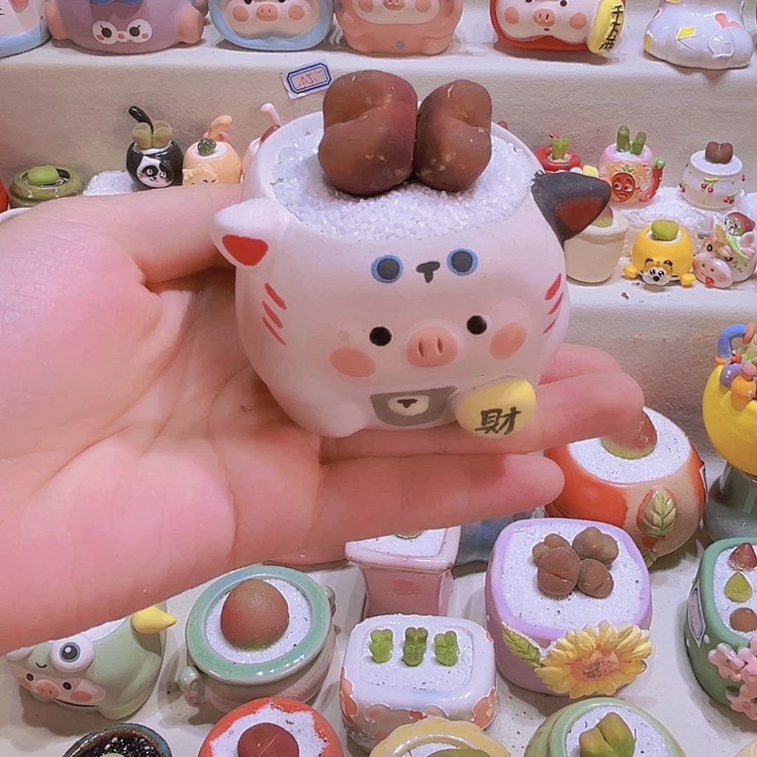 013带土带盆带肉包邮