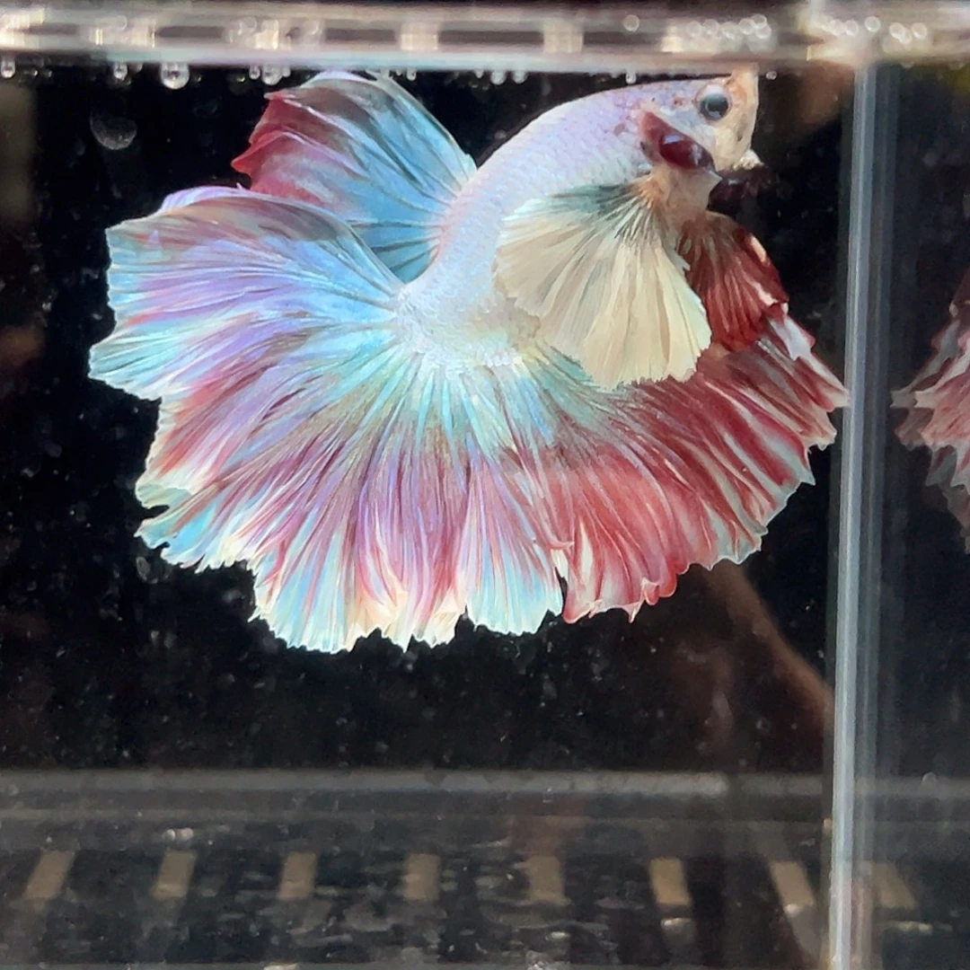 斗鱼22号特价巨耳马卡龙