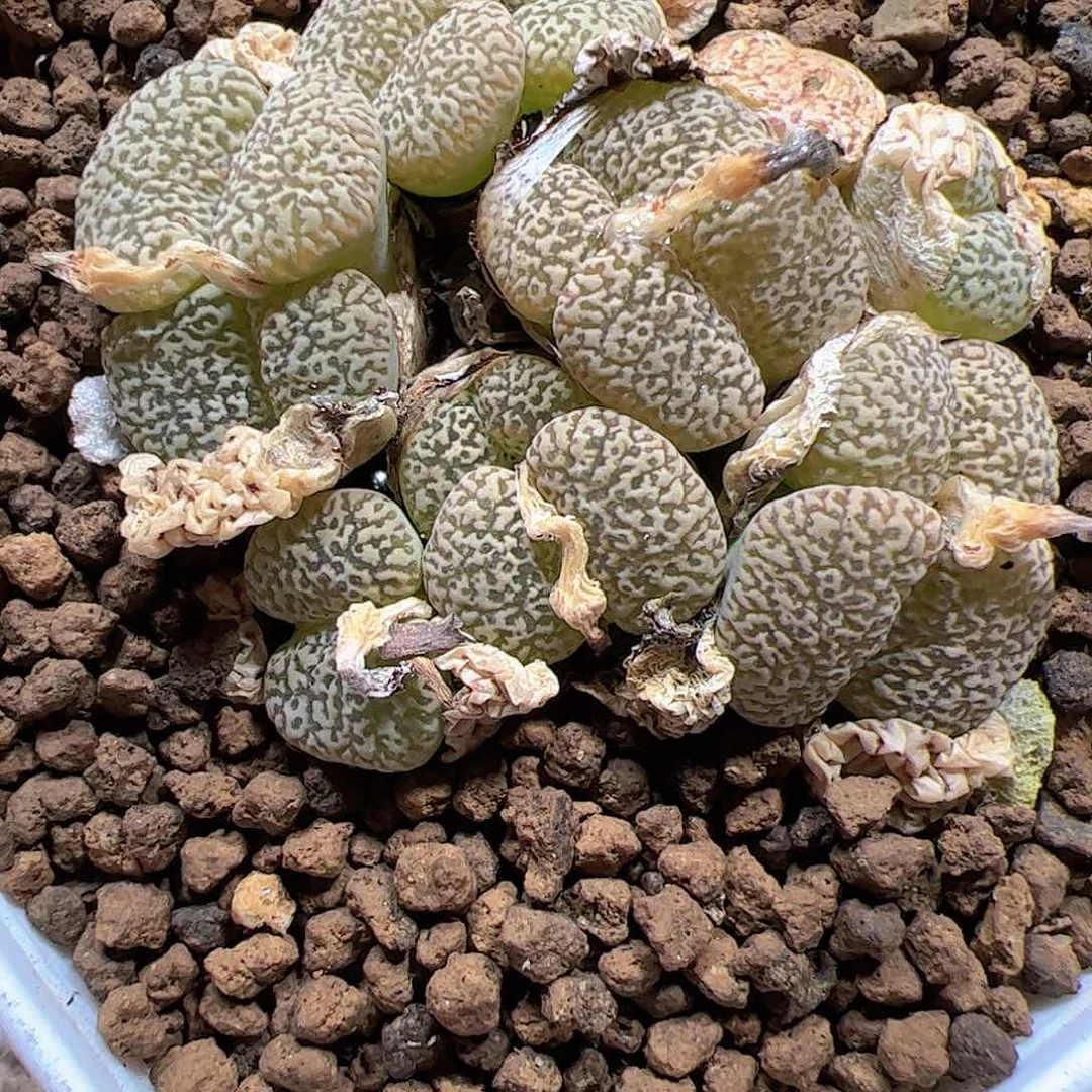 【闪购商品】315 紫鸟 蝌蚪纹