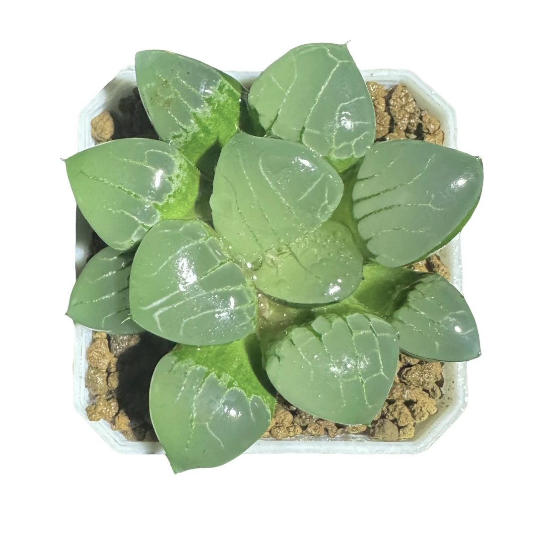 翠虎寿【满18包邮】