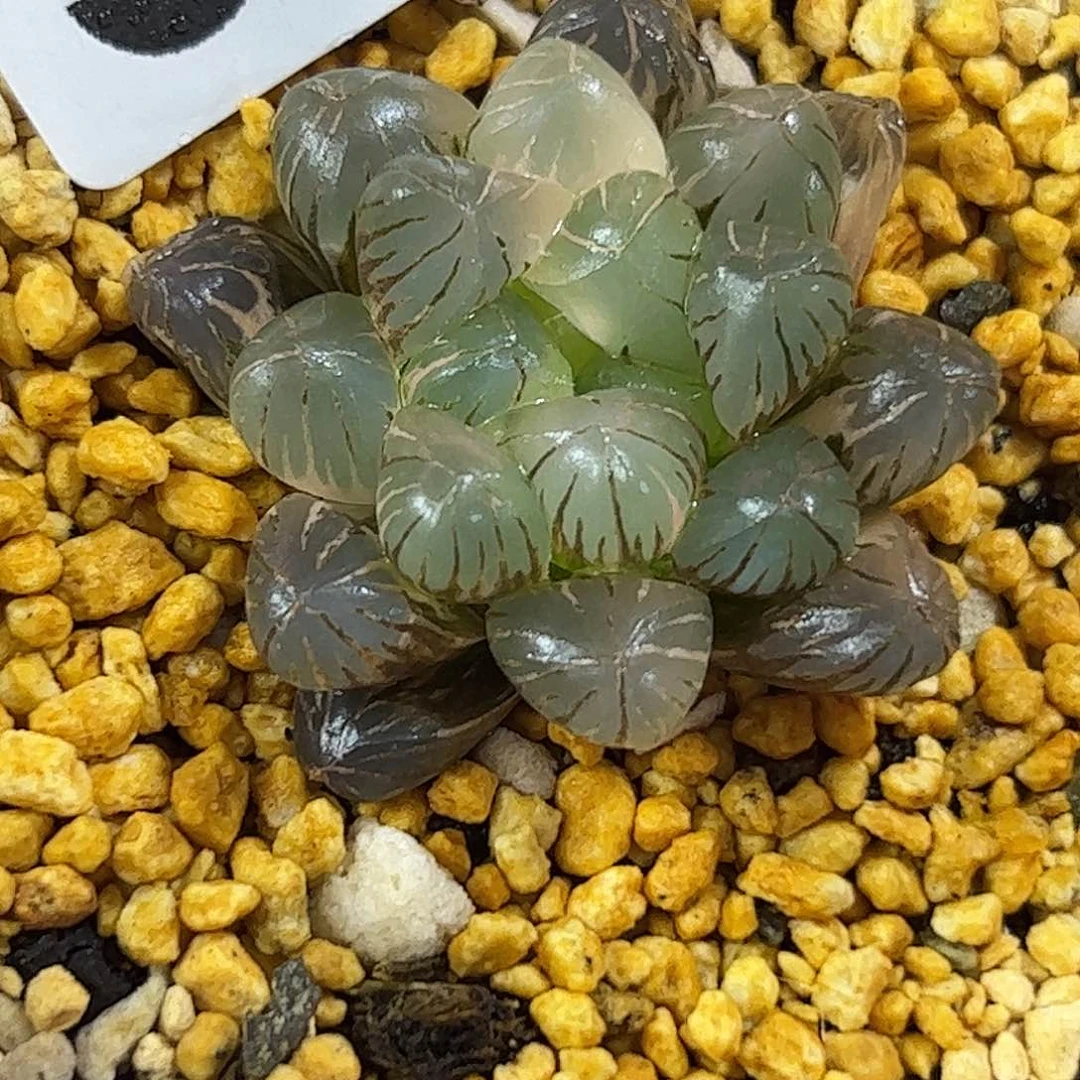334姬玉露锦十二卷多肉植物