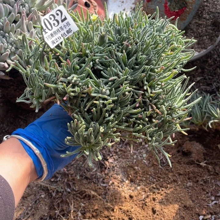 中**哥32号天赐多肉植物