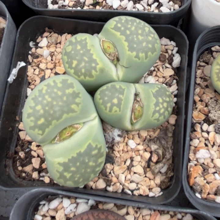 哈哈哈哈哈哈多肉