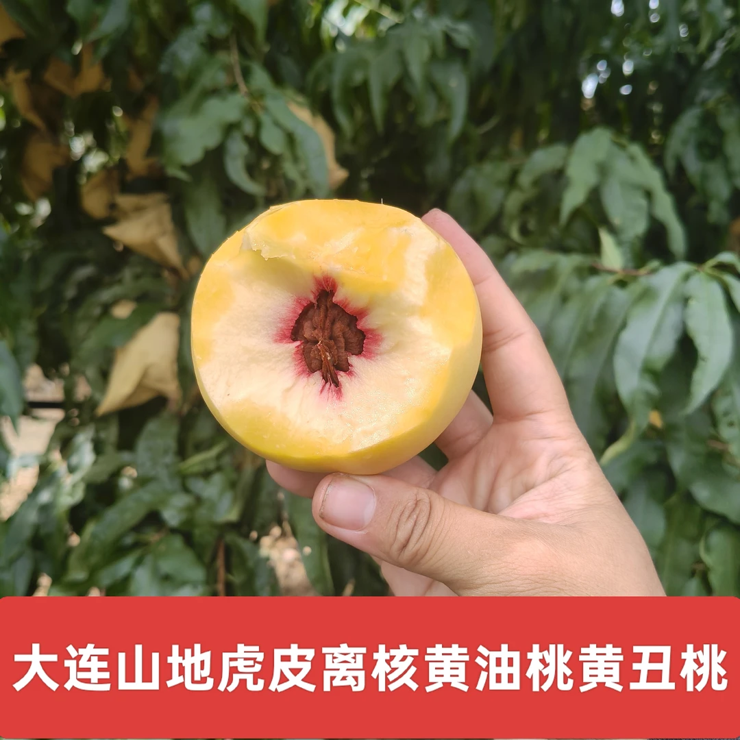 【顺丰包邮黄油桃】大连山区黄虎皮离核丑桃脆甜黄油桃礼盒装秋二
