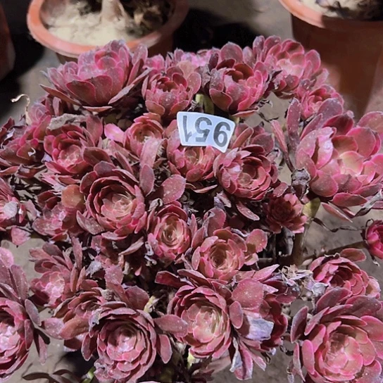 君***%多肉植物一个法师女儿红