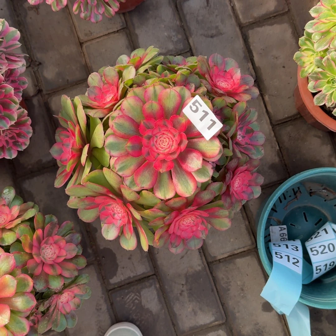 随***在多肉植物511荔枝法师