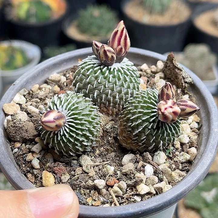 刺缀精巧殿自根萝卜根一颗