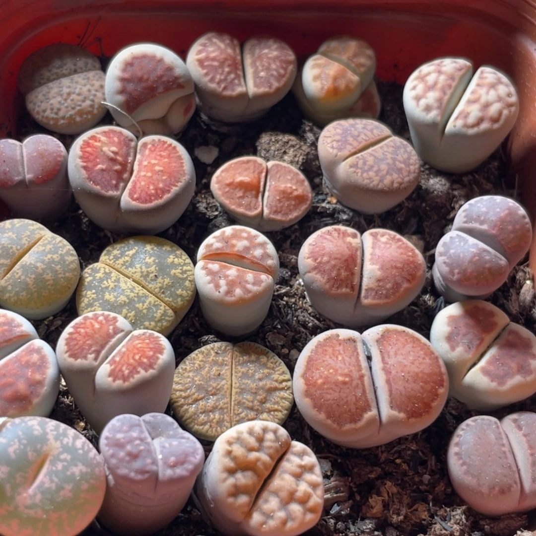 大盆特价一物一拍～36